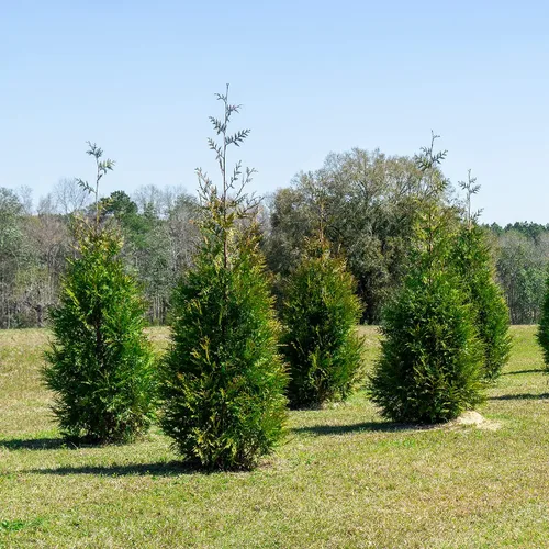 Miniatura 5 de Perfect Plants Thuja Verde Gigante de 1 Galón Árbol de Privacidad Siempreverde Arborvitae Follaje Verde Abundante Adaptable