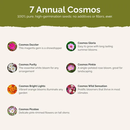 Miniatura 2 de Eden Brothers Crazy for Cosmos - Semillas mixtas de flores de cosmos para plantar, 50 lb, más de 24,000,000 semillas con Cosmos Gloria, Pinkie