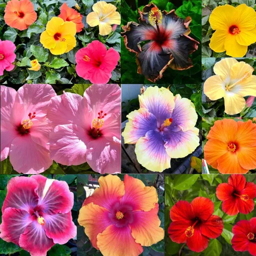 Miniatura 2 de Más de 100 semillas de hibisco gigantes para plantar al aire libre, plantas de flores perennes raras sin OMG para tu floreciente jardín y hogar