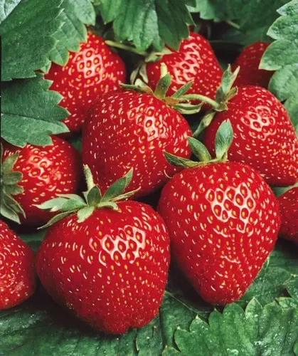 Quinalt Everbearing - 10 plantas de fresa Quinalt Fresa – Adornos de plantación de jardín perenne, macetas fáciles de cultivar, regalos