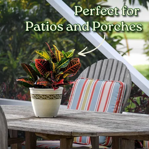 Miniatura 5 de Tropical Plants of Florida Croton Petra - Planta viva de 1 galón, 12 a 16 pulgadas de alto, planta de follaje abigarrado para interiores