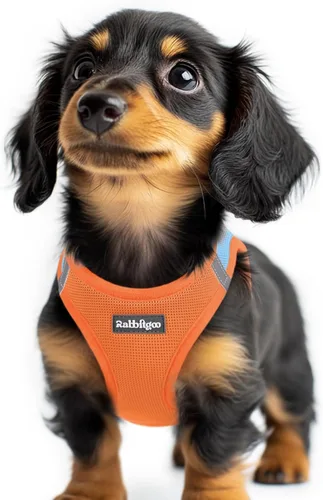 Miniatura 108 de rabbitgoo Arnés para perro pequeño, chaleco de malla suave para cachorros con hebilla de seguridad, arnés reflectante transpirable para mascotas