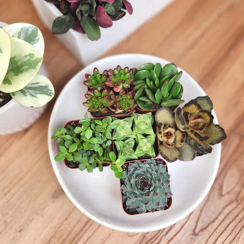 Miniatura 2 de Altman Plants Suculentas vivas de lujo (paquete de 6), sin duplicados, variedades y formas surtidas, fácil cuidado de las plantas, macetas de 2