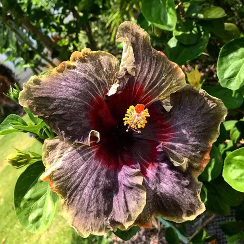 Miniatura 4 de 20 semillas raras de hibisco negro, rosa, morado, "arco iris negro", flores gigantes, semillas tropicales, semillas de hibisco para plantas en maceta