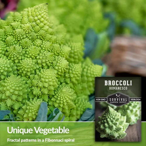 Miniatura 3 de Romanesco - Semillas de brócoli para plantar, vegetales exóticos italianos tradicionales con cabezas en espiral únicas, alto rendimiento, cultivo