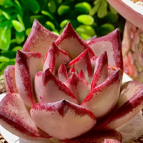 Miniatura 9 de Echeveria agavoides Romeo - Kit de suculentas, con maceta de plástico, 1 cabeza de 2 pulgadas, planta viva de 2 pulgadas, suelo comprimido y guía