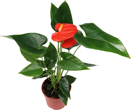 Miniatura 4 de Anthurium rosa - 4" de California Tropicals