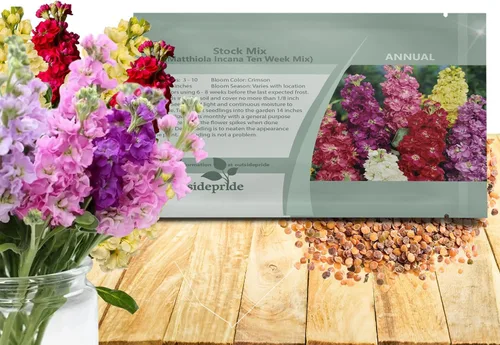 Miniatura 9 de Outsidepride Ten Week Blue Mattiola Stock Seeds – 1000 semillas anuales de flores para plantar con flores fragantes que atraen a los polinizadores
