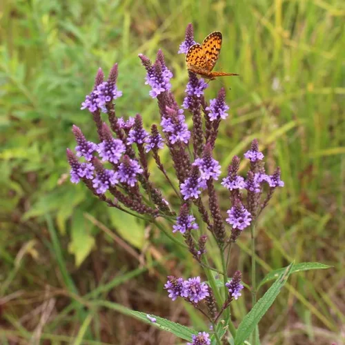 Miniatura 5 de Planta de verbena azul, hierba de verbena en maceta 4 inc. para plantar al aire libre en interiores de tu jardín