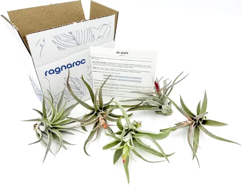 Miniatura 62 de ragnaroc Air Plants - Floración Tillandsia Bulbosa Belice, gigante de 7-9 pulgadas, 1 unidad, llegada en vivo garantizada, plantas