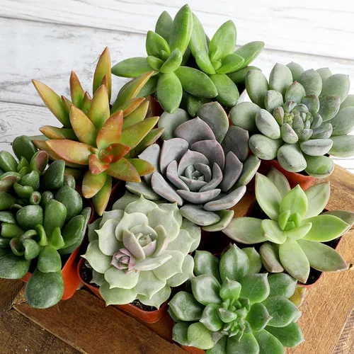 Miniatura 12 de Plantas suculentas vivas (paquete de 6) plantas suculentas en maceta, plantas vivas de interior, plantas de interior vivas, plantas