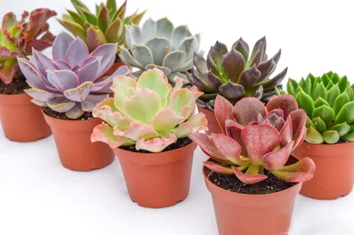 Miniatura 5 de Live Echeveria - Plantas suculentas (paquete de 4) – Surtido de 4 pulgadas – Suculentas Echeveria totalmente enraizadas – Juego de suculentas