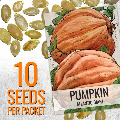 Miniatura 3 de Seed Needs Semillas de calabaza para plantar calabazas gigantes del Atlántico – Semillas de verduras sin OMG y sin tratar para plantar un jardín