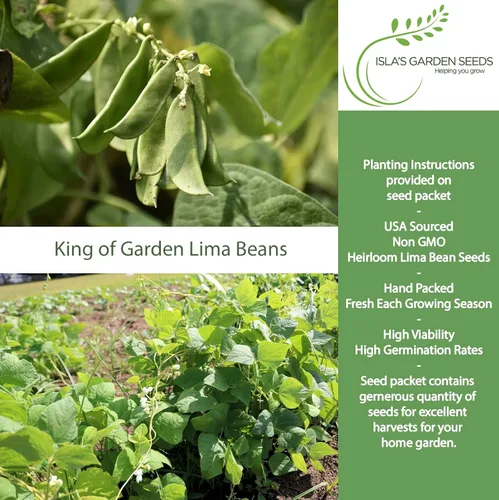 Miniatura 2 de King of The Garden - Semillas de frijol Lima (Pole Lima, Phaseolus lunatus) – Más de 25 semillas de reliquia no transgénicas de Isla's Garden Seeds