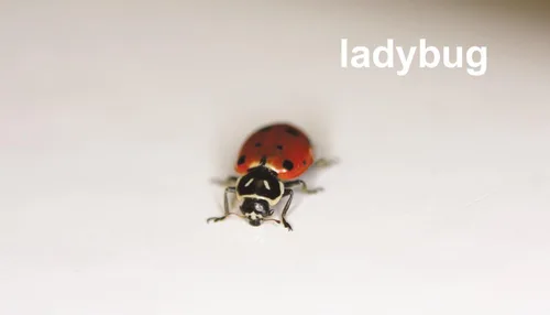 Miniatura 6 de Tarjetas flash de insectos con datos divertidos