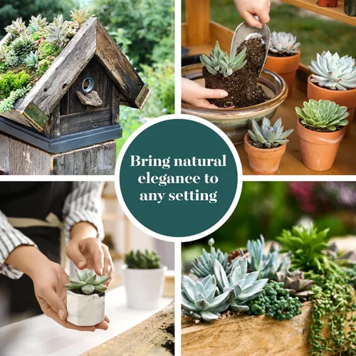 Miniatura 6 de Shop Succulents Paquete de plantas suculentas azules y verdes, colección a granel, mini plantas suculentas vivas, bajo mantenimiento, mezcla