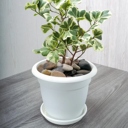 Miniatura 6 de YISZM Rocas de acuario de 5 libras, guijarros mezclados naturales de 5/8 pulgadas para plantas, rocas de río pulidas decorativas para peceras