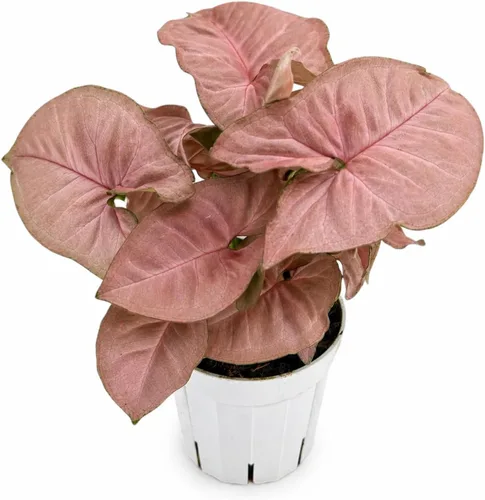 Miniatura 17 de Agloanema Garnet House Plant, Chinese Evergreen Live Plant for Indoor Spaces, Colorful Aglaonema Live Plant, Feng Shui Plants Live Houseplants for