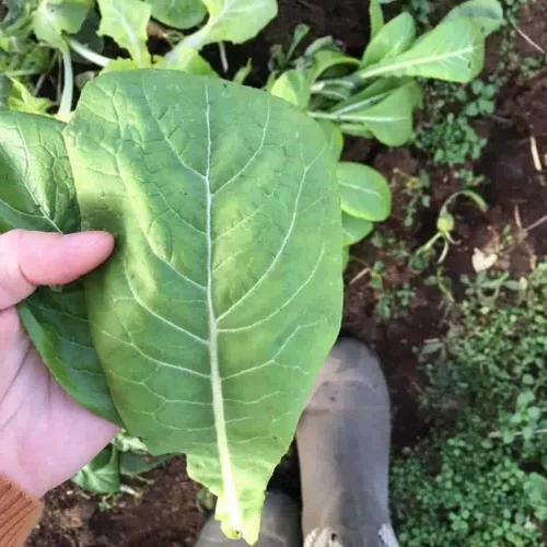 500 Komatsuna Tendergreen - Semillas de mostaza de espinaca para plantar reliquia sin OMG, 0.04 oz de semillas de supervivencia a granel de verduras