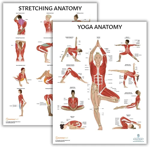 Miniatura 13 de Anatomy Lab Póster muscular, esquelético, yoga, estiramiento y pilates, anatomía y fisiología – Paquete de 5 LAMINADO 17.3 x 22.5 pulgadas, tabla