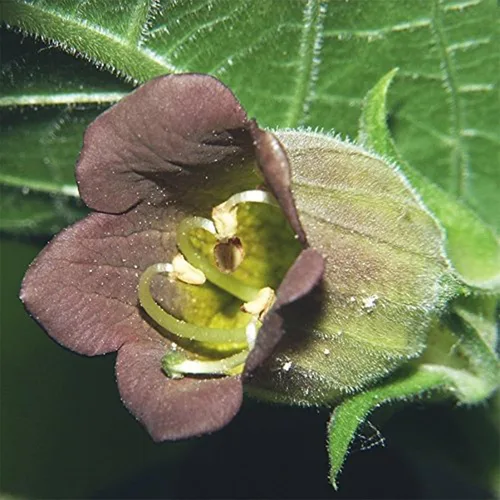 Miniatura 4 de Belladonna (Atropa Belladonna) - Paquete de 30 Semillas