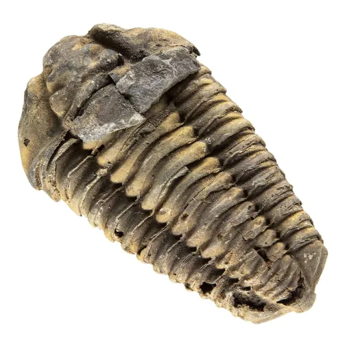 KALIFANO Auténtico fósil de trilobite grande de artrópodo Calymene de Marruecos - Trilobita marina/Calymene para colecciones de fósiles y fines