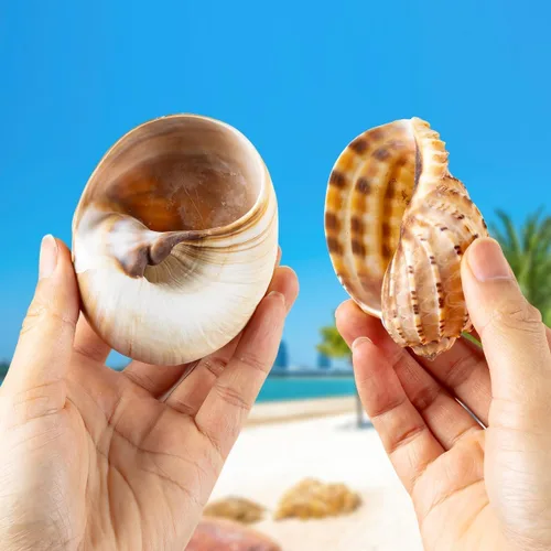 Miniatura 3 de 6 conchas grandes de cangrejo ermitaño, concha natural de concha de mar de 2.8 a 3.9 pulgadas, tamaño de apertura de 1.5 a 2.5 pulgadas, conchas