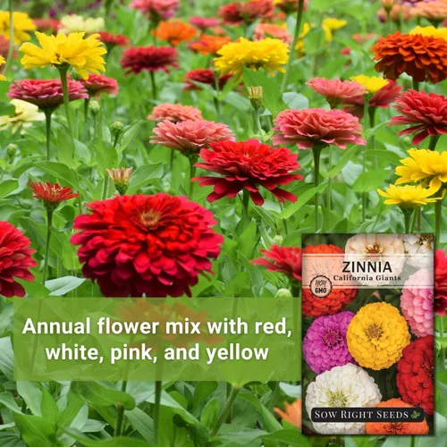 Miniatura 3 de Sow Right Seeds - Mezcla de semillas de zinnia de los Gigantes de California para plantar - Paquete de reliquia sin OMG para cultivar tu jardín