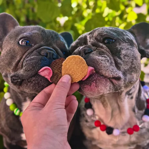 Miniatura 6 de Farm To Pet - Golosinas de entrenamiento para perros - Chips de pollo, un solo ingrediente - 4 onzas, magras, totalmente naturales, golosinas