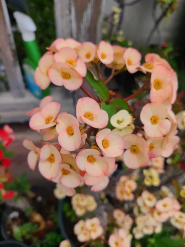 Miniatura 3 de 1 Euphorbia milii, Corte de la Corona de Espinas, Flor Grande