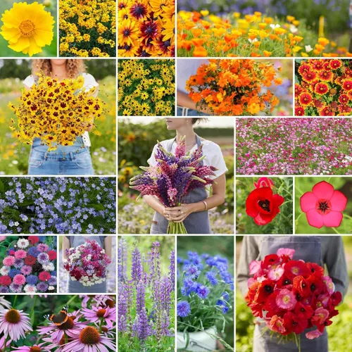 Miniatura 13 de Eden Brothers Singin the Blues - Semillas mixtas de flores silvestres para plantar, 1/4 libras, más de 120,000 semillas con lino azul, altramuces