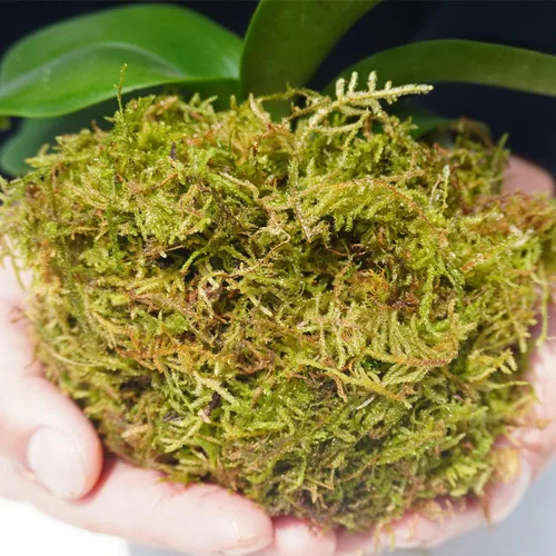 Miniatura 3 de Musgo de orquídea natural de 7 onzas para plantas en maceta, bonito suelo para macetas sin suelo para plántulas y cortes, buena idea para terrario