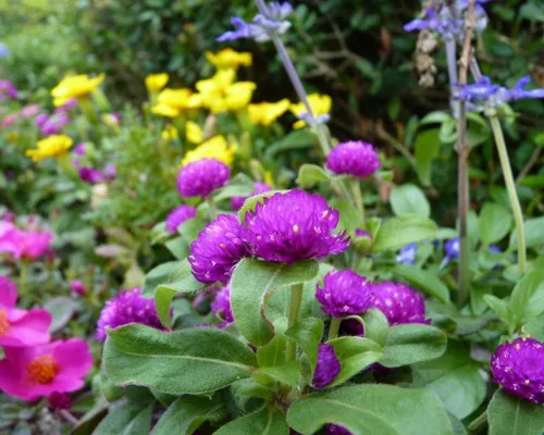 Miniatura 2 de Semillas Globo Amaranto Mix Gomphrena Flores Anuales