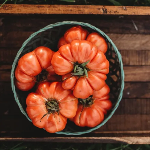 Costoluto - Tomate genovese – 50 semillas – Variedad de tomate italiano en pasta italiana, semillas de tomate italiano sin OMG para plantar en el