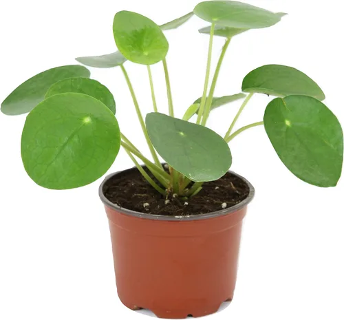 Pilea peperomioides (planta china del dinero / planta Pancake / OVNI), maceta de 4 pulgadas