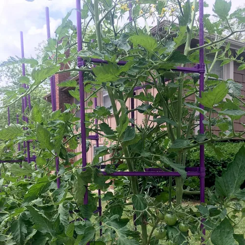 Miniatura 4 de Jaula de tomate de 5 pies de alto sin empalme, paquete de 6 estacas de tomate grandes, estacas para plantas de jardín, soportes de escalada, 40