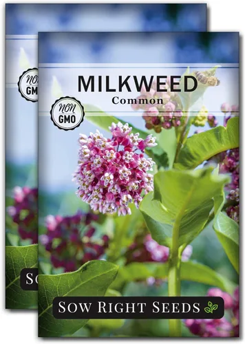 Miniatura 7 de Sow Right Seeds - Semillas de algodoncillo común para plantar - Cultiva tus propias asclepias para mariposas monarca - Mala de leche/Asclepias