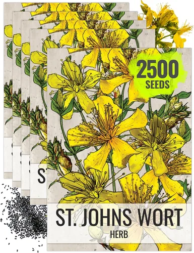 Miniatura 10 de Seed Needs Semillas de hierba de St. Johns para plantar, semillas de hierbas medicinales sin OMG y sin tratar para plantar un jardín cultivado