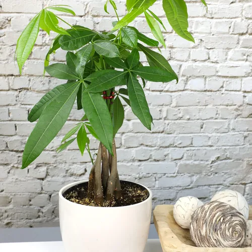 Miniatura 7 de Planta de interior de árbol de dinero vivo en maceta de cultivo de 6 pulgadas, planta purificadora de aire, fácil cuidado para principiantes