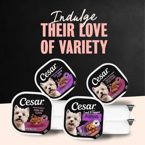 Miniatura 7 de Cesar - Comida húmeda para perros amantes de los filetes, para adultos, comida húmeda para perros con carne real, bandejas de 3.5 onzas fáciles