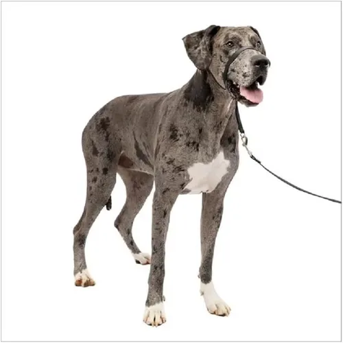 Miniatura 3 de Collar de cabeza suave líder de entrenamiento para perros anti tirones para caminar elige el tamaño (pequeño - negro)