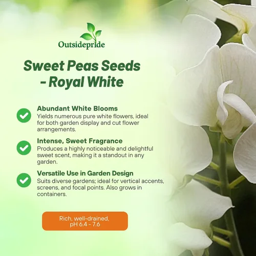Miniatura 3 de Outsidepride Royal White Sweet Pea Seeds – 250 piezas anuales, fáciles de cultivar, semillas de vid para plantar flores fragantes de larga duración