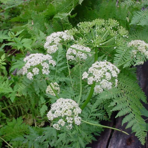 Miniatura 6 de OSHA (Ligusticum porteri) - Cultiva ahora o almacena para futuras plantaciones - Cápsula de 10 semillas