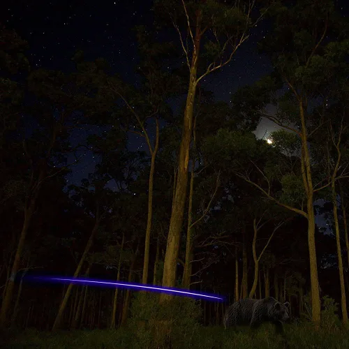 Miniatura 4 de Reikawa S - Nocks iluminados para flechas con .244 golpes de luz que se encienden automáticamente al disparar, paquete de 6 Azul