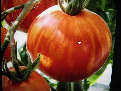 Miniatura 4 de Tigerella Beefsteak Tomate Gigante Determinado Vegetal No GMO para Plantar (50 Semillas)