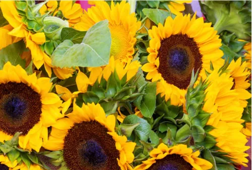 Miniatura 5 de 500 semillas de girasol mixtas para plantar, semillas de girasol tradicionales sin OMG de alta calidad para plantar en jardines y paisajismo, mejora