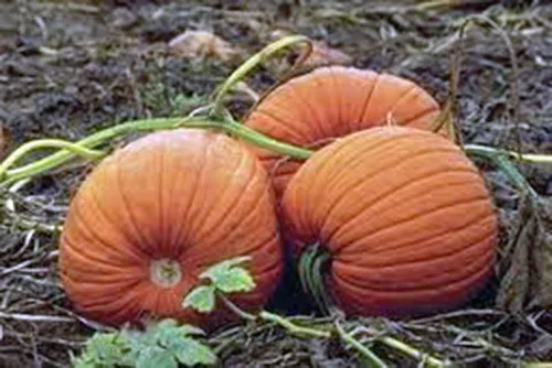 Semilla de calabaza, Mammoth Gold, Heirloom, orgánico, sin Gmo 500 semillas, calabazas grandes