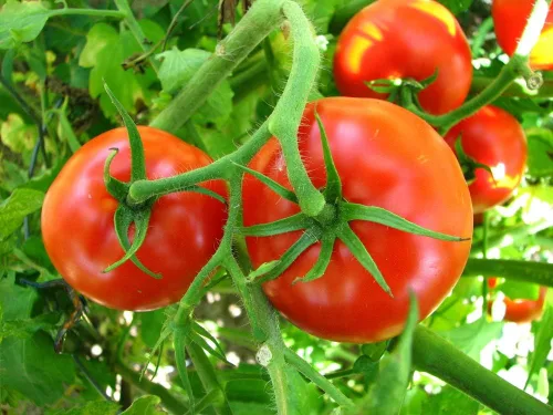 Miniatura 3 de The Caribe Caribbean Semillas de tomate para plantar, más de 100 semillas tradicionales por paquete, semillas de jardín de Isla