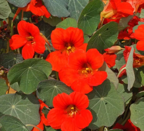Miniatura 2 de 35 semillas de flor de capuchina 'Emperatriz de la India' Tropaeolum nanum, premium sin OMG, polinizado abierto, semillas cultivadas en Estados