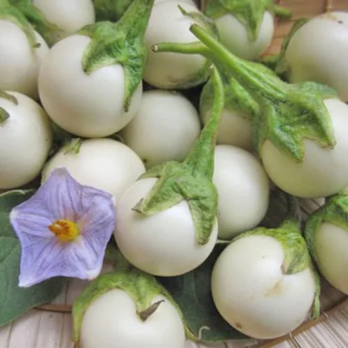 Miniatura 3 de 30 semillas de berenjena africana redonda blanca, Ca Phao Trang, semillas de berenjena blanca, adornos de plantación de jardín perenne, regalos